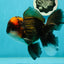 A Grade Lava Head Tricolor Oranda Male 5.5-6 inches #110124OR_18