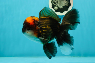 A Grade Lava Head Tricolor Oranda Male 5.5-6 inches #110124OR_18