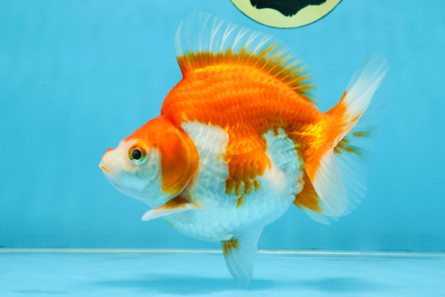 A Grade Red White Ryukin Female 5.5 inches #111425RK_08