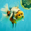 AAA Grade Sanke Marble Oranda Male 6.5 inches #062626OR_03
