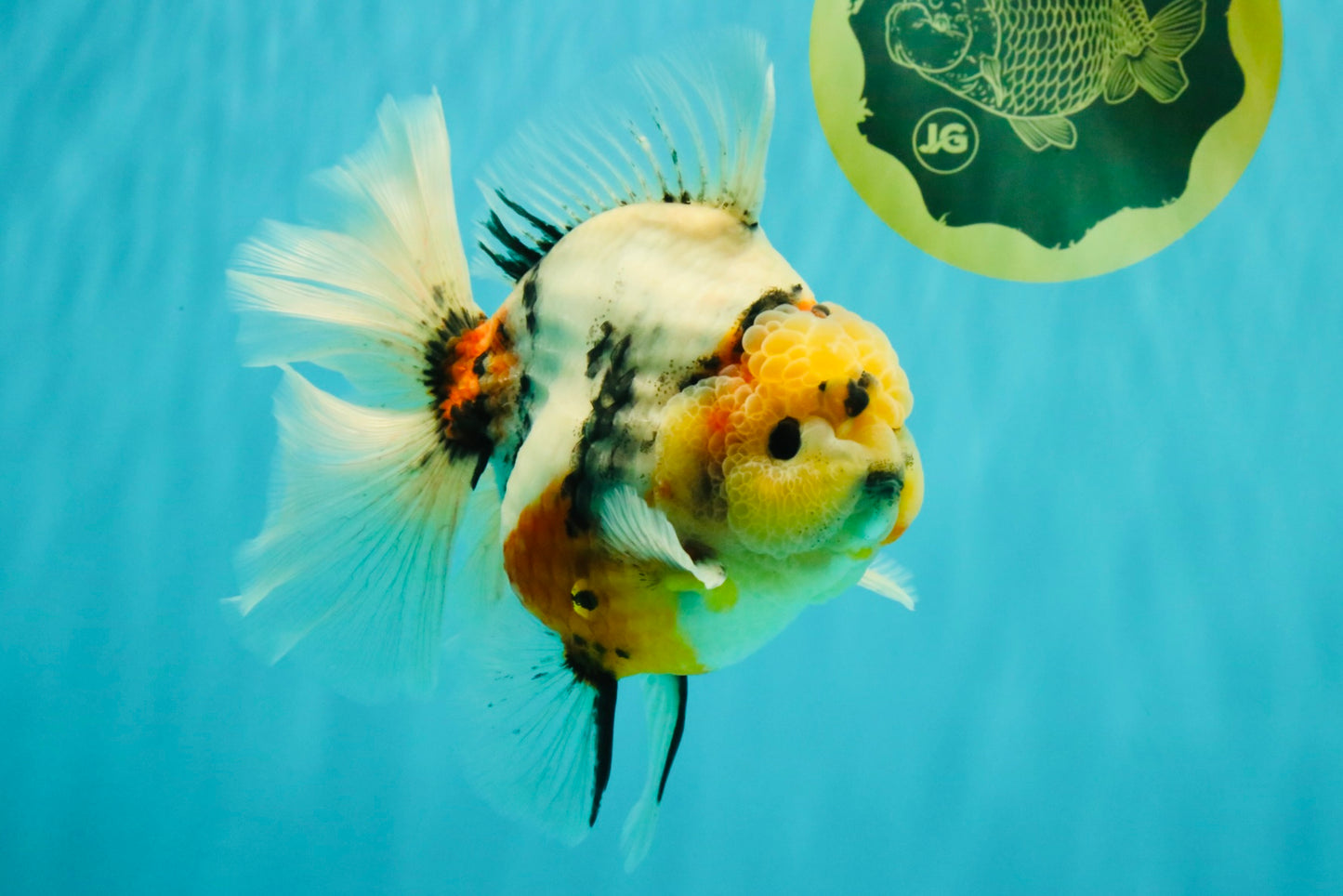 AAA Grade Sanke Marble Oranda Male 6.5 inches #062626OR_03