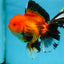 AAA Grade THICK BODY Apache Oranda Male 6-6.5 inches #082925OR_14