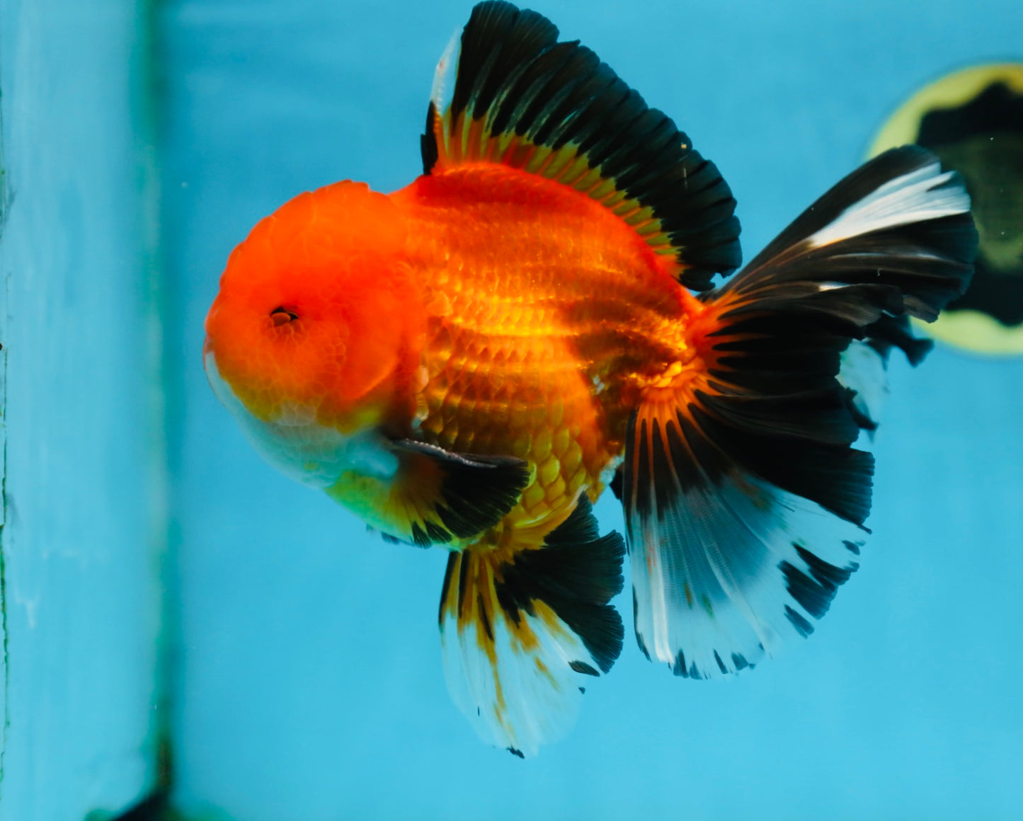 AAA Grade THICK BODY Apache Oranda Male 6-6.5 inches #082925OR_14