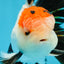 A Grade Tricolor Oranda Male 5-5.5 inches #060625OR_23