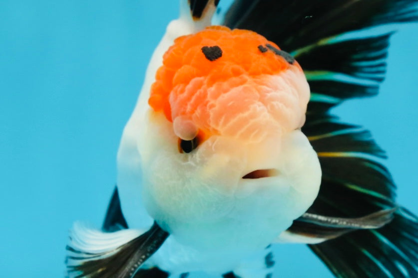 A Grade Tricolor Oranda Male 5-5.5 inches #060625OR_23