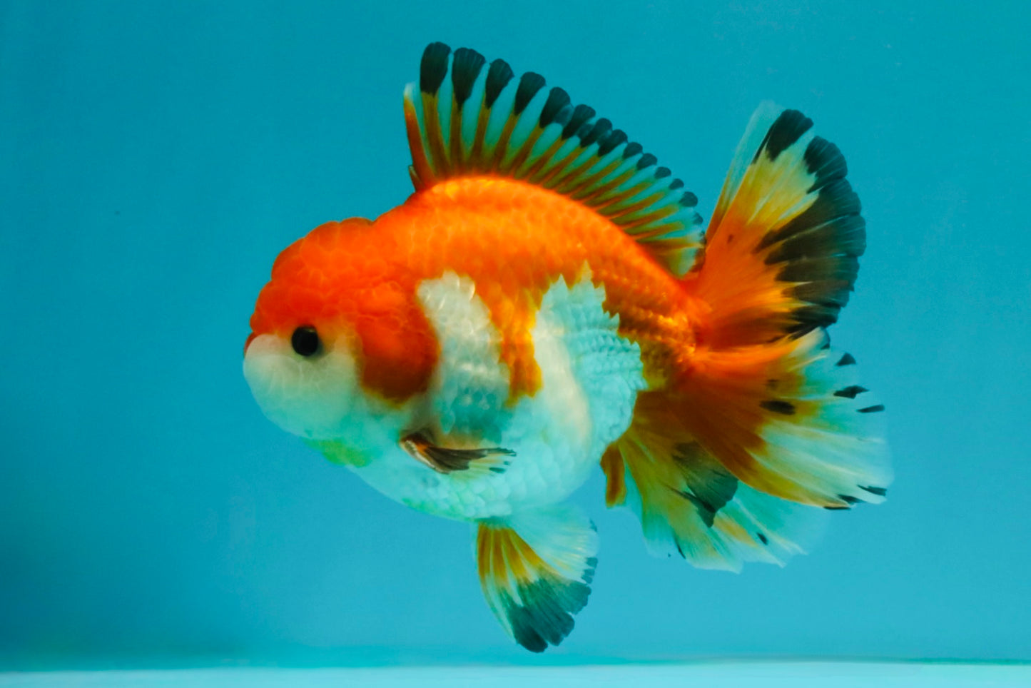 FLUFFY TAIL A Grade Red White Oranda Male 5.5 inches #042426OR_06
