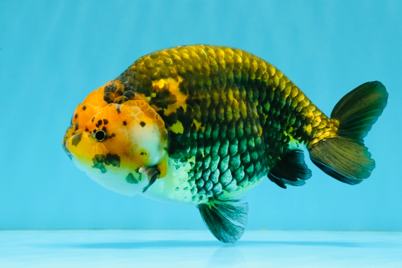 Chinese Apache Ranchu Male 6 inches #041026RC_22