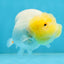 AAA Grade Young Lemonhead LionQueen 4 inches #101025LC_06