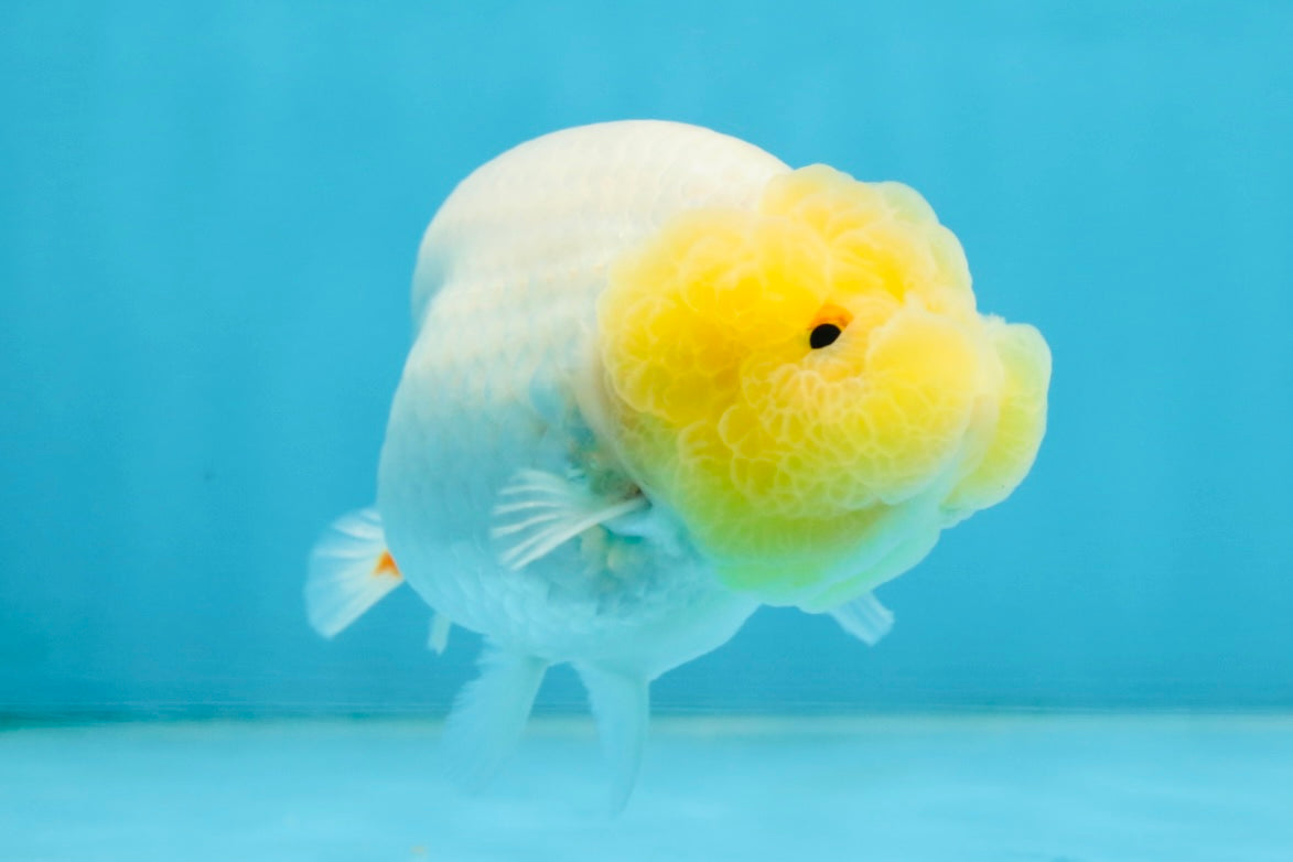 AAA Grade Young Lemonhead LionQueen 4 inches #101025LC_06