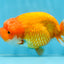 CHUBBY Red White Lionchu Female 5 inches #091225LC_04