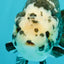 Ink Chinese Ranchu Male 5.5-6 inches #050826RC_13