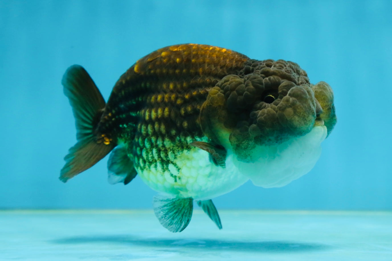 A Grade Dragon Scale Black Copper LionQueen 4-4.5 inches #062725LC_07