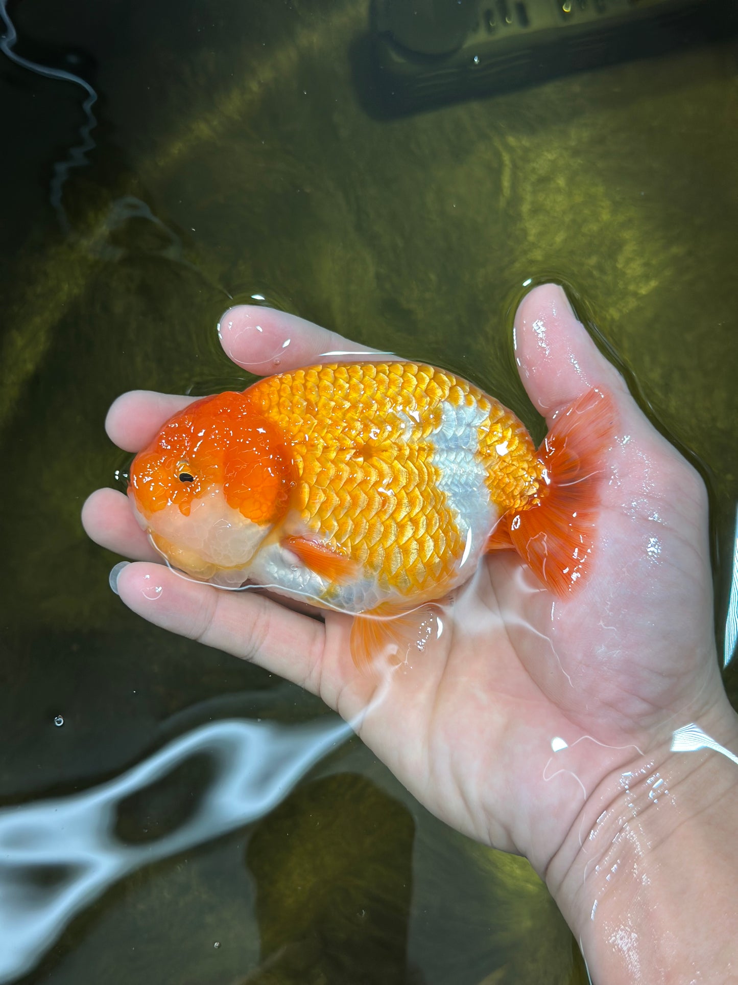 A Grade Mac N' Cheese Red White LionKing 4.5 inches #020725LC_14