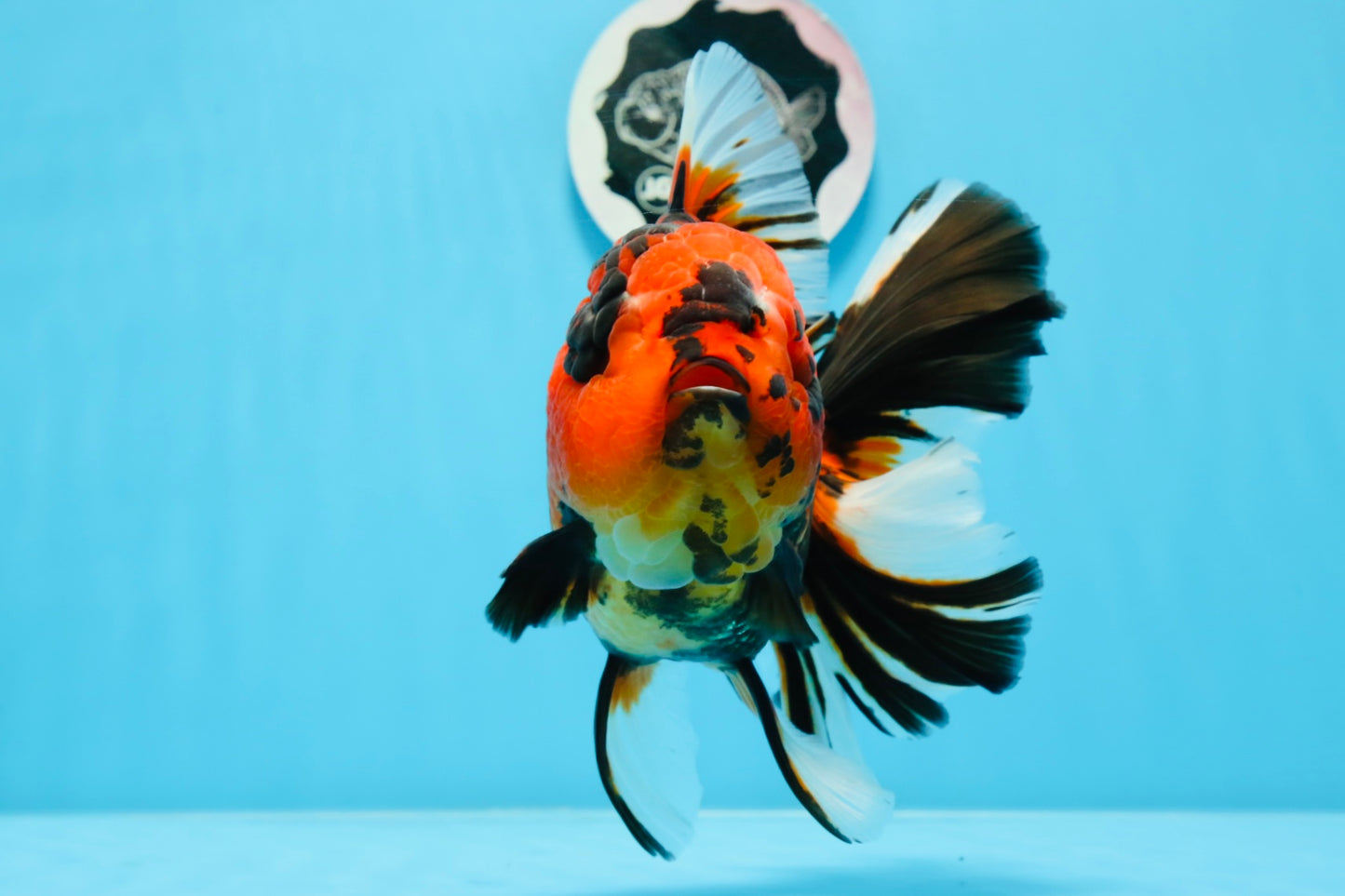 AAA Grade Special Tiger Oranda Female 6.5 inches #0913OR_19