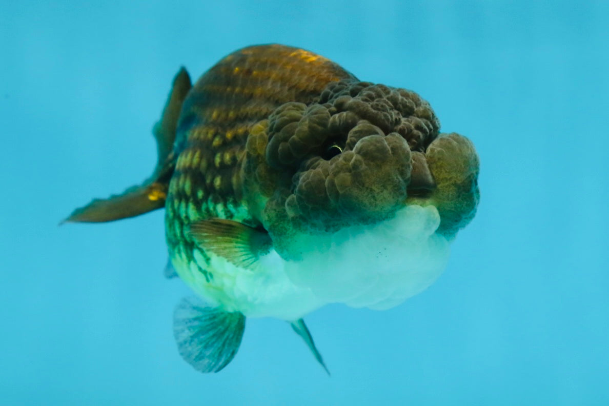 A Grade Dragon Scale Black Copper LionQueen 4-4.5 inches #062725LC_07