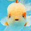 SUPER CUTE AAA Grade Red White Oranda Male 6 inches #082225OR_08