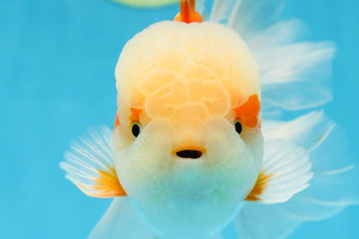 SUPER CUTE AAA Grade Red White Oranda Male 6 inches #082225OR_08