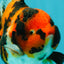 UNIQUE AAA Grade Tricolor Tiger Yuanbao Male 4.5-5 inches #080726YB_26