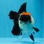 A Grade Tricolor Red Head Oranda Female 4.5 inches #0830OR_05