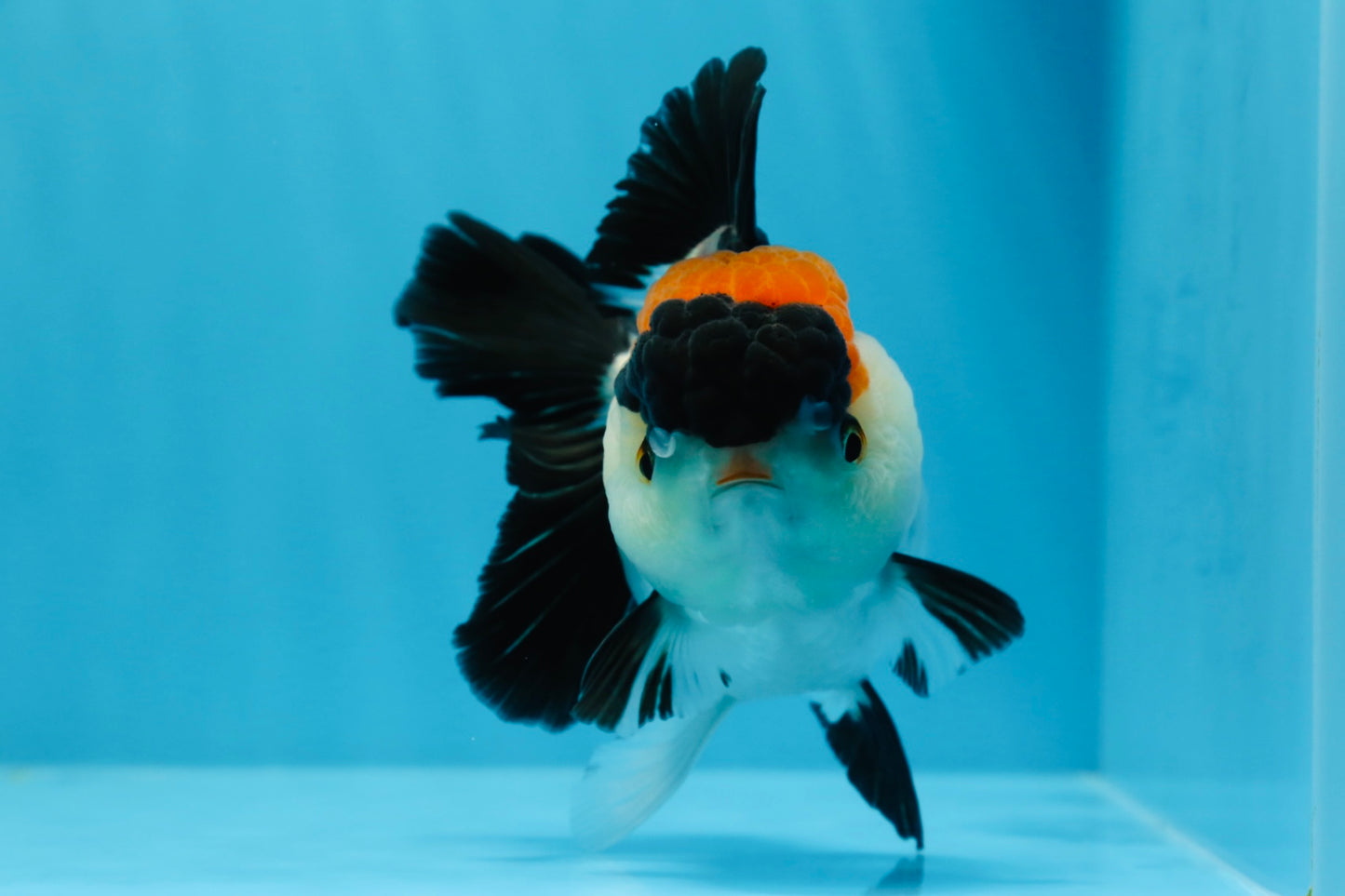 A Grade Tricolor Red Head Oranda Female 4.5 inches #0830OR_05