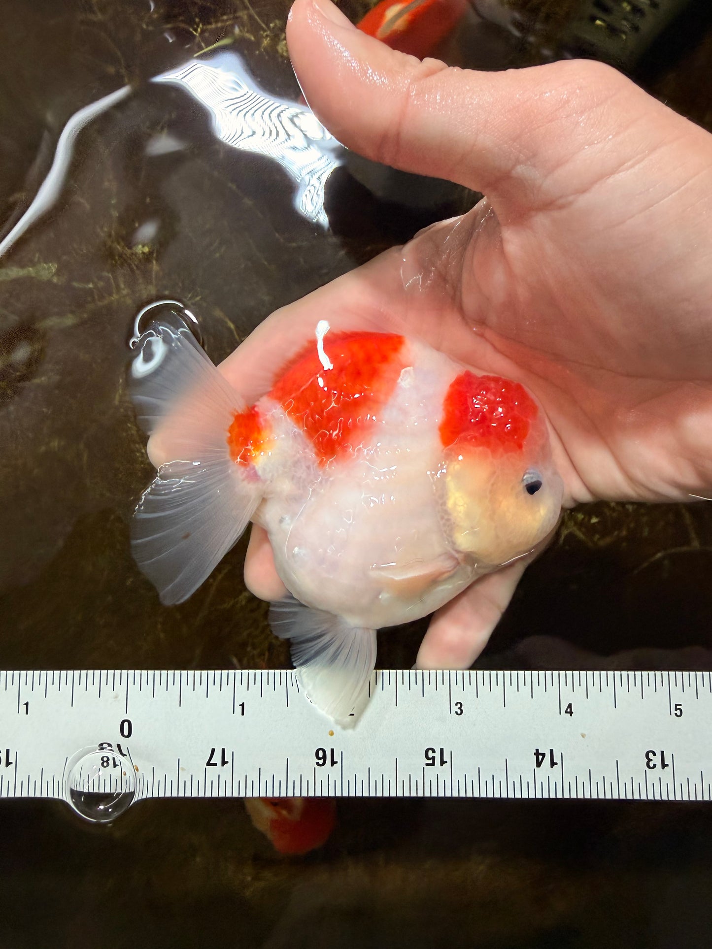 ADORABLE A Grade Sakura Yuanbao Male 4 inches #110725YB_10