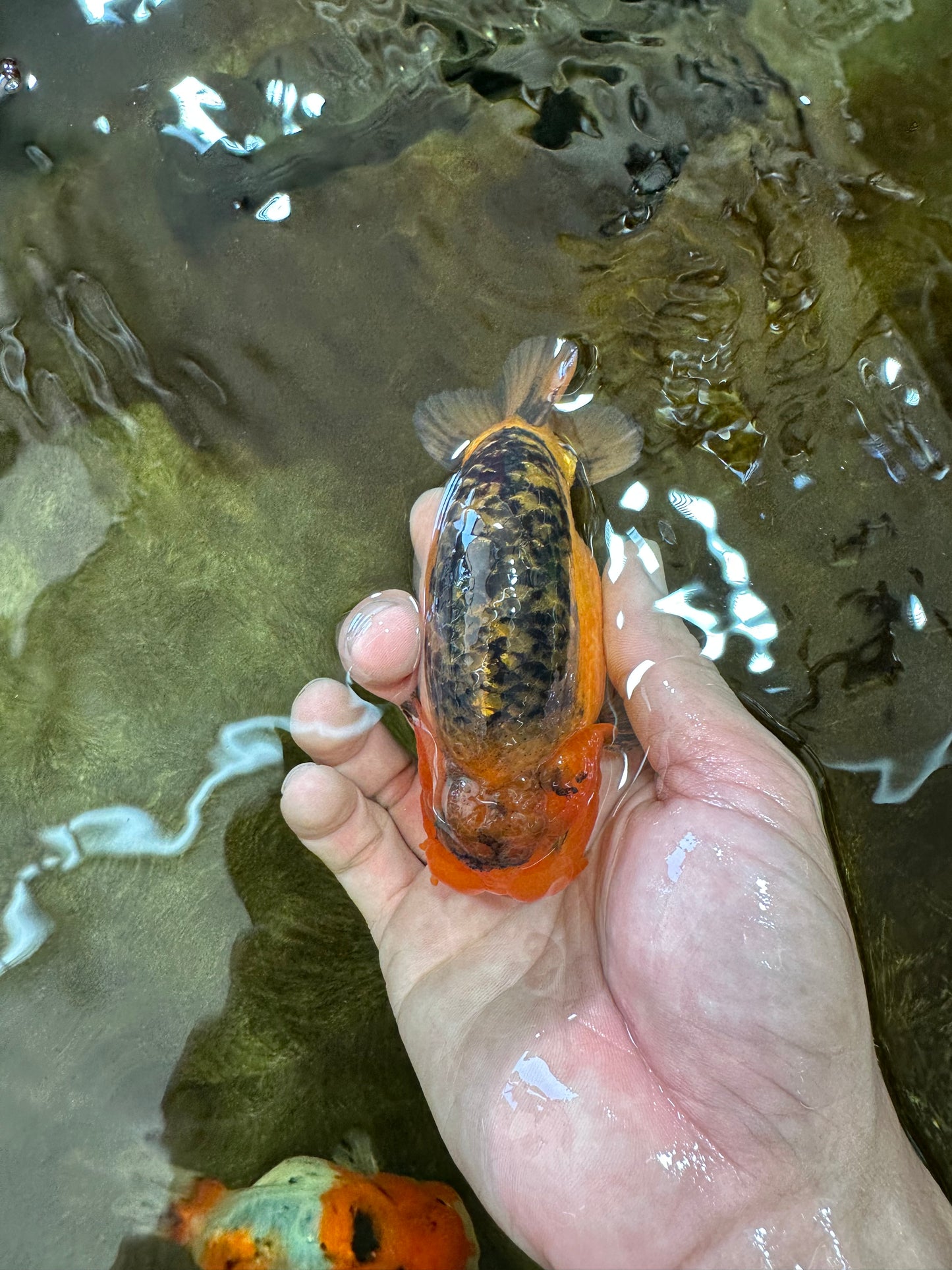 A Grade CHONKY Apache LionKing 4.5 inches #062025LC_06