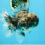AAA Grade JUMBO Godzilla Kirin Oranda Male 5.5-6 inches #101725OR_24
