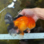 AAA Grade THICK BODY Apache Oranda Male 6-6.5 inches #082925OR_14