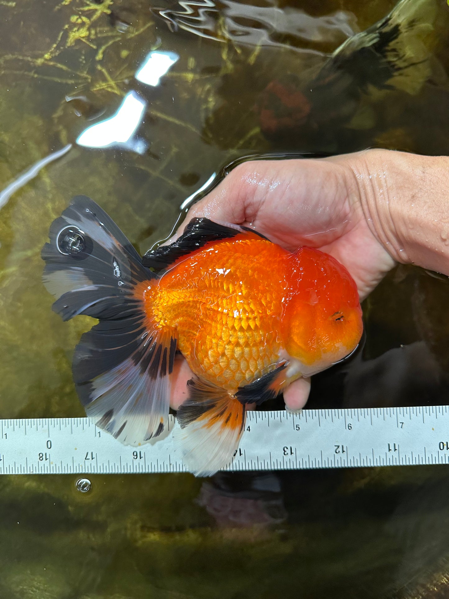 AAA Grade THICK BODY Apache Oranda Male 6-6.5 inches #082925OR_14