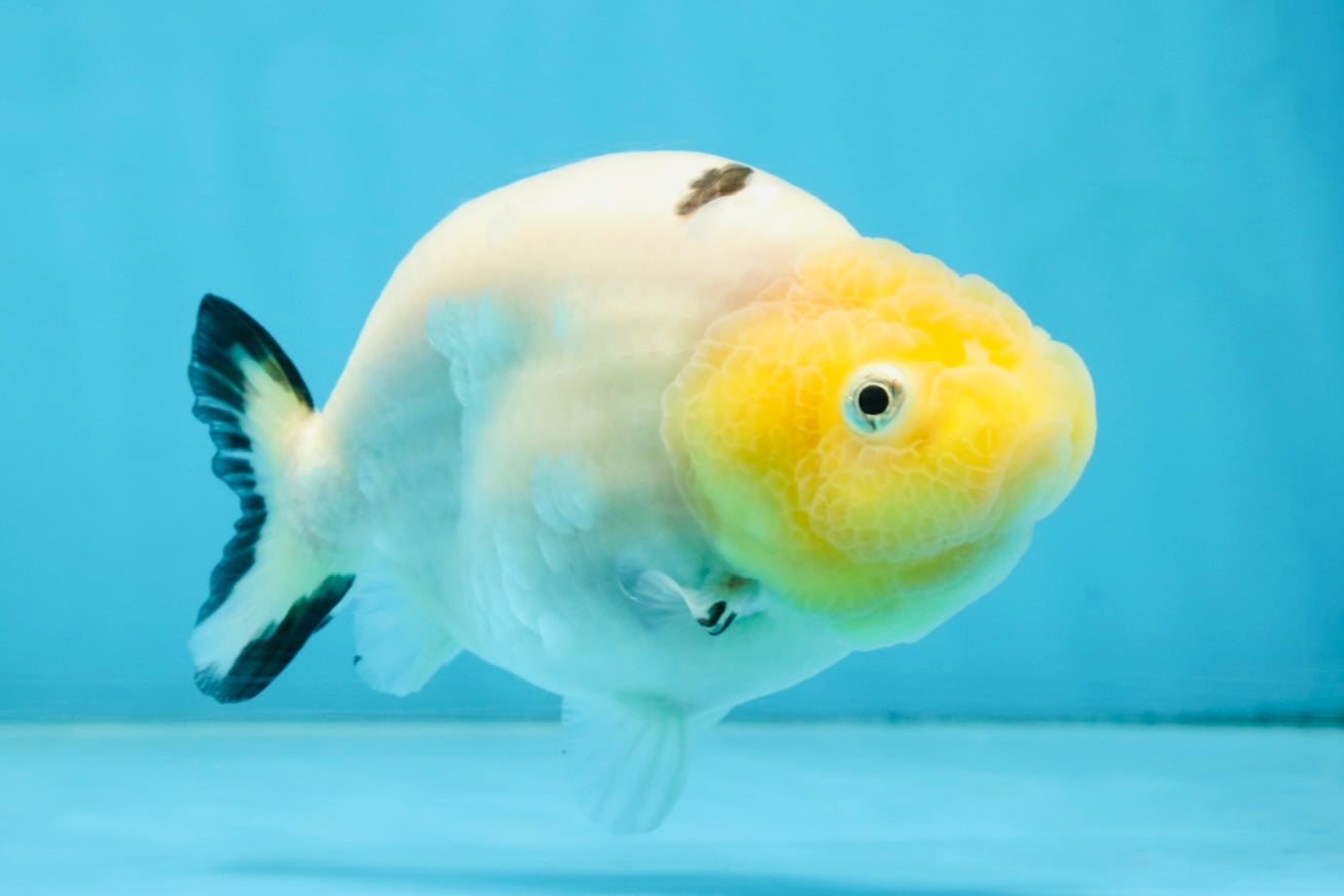 A Grade Milk Cow Ranchu Female 4.5 inches #101025RC_14