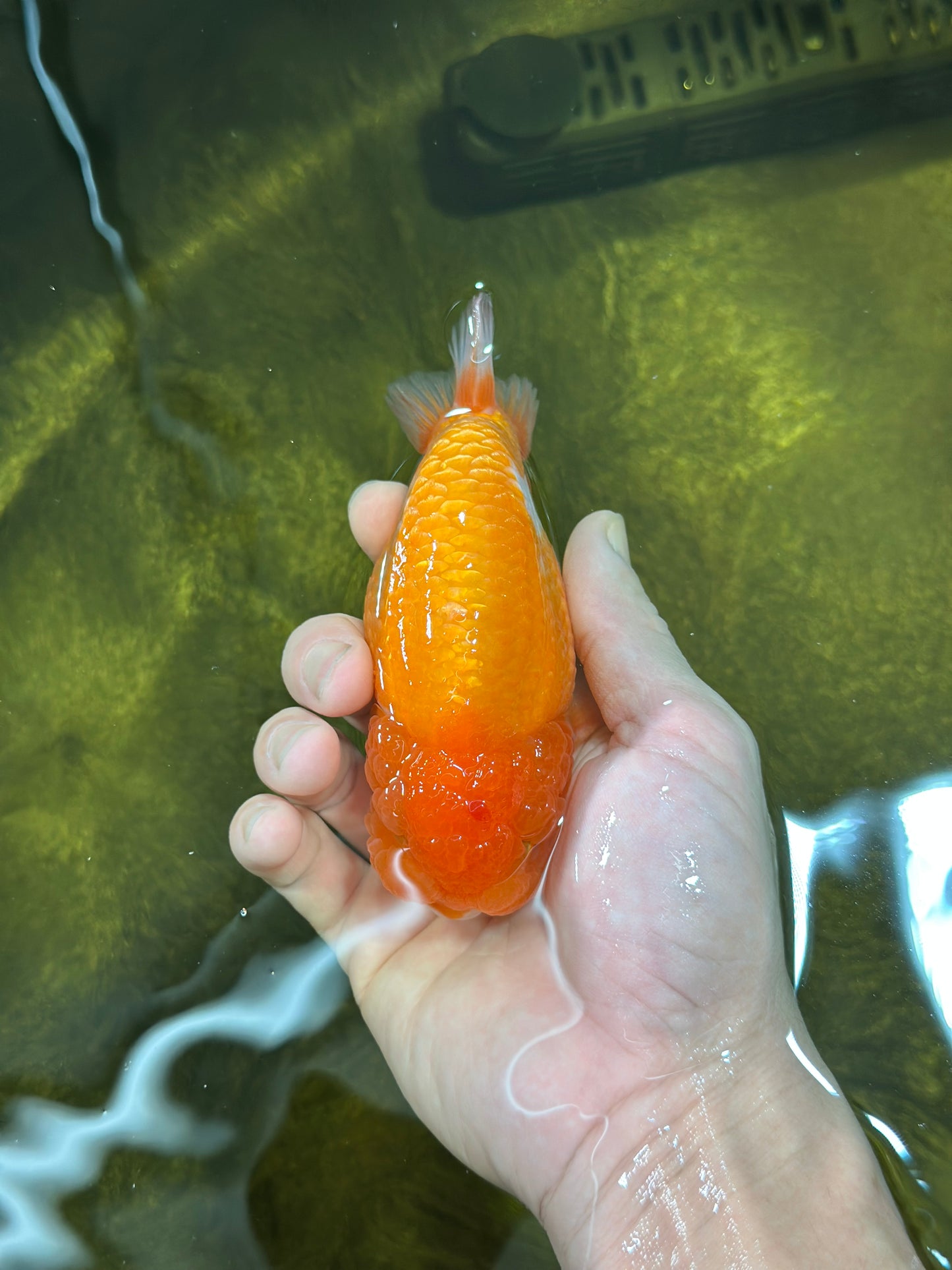 A Grade Mac N' Cheese Red White LionKing 4.5 inches #020725LC_14