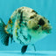 A Grade Tiger Ranchu Female 5-5.5 inches #071026RC_12