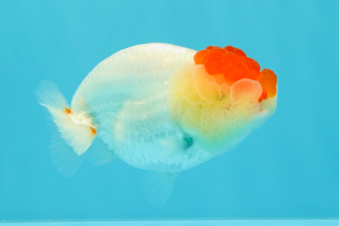 A Grade Tancho Red White LionQueen 4-4.5 inches #031326LC_08