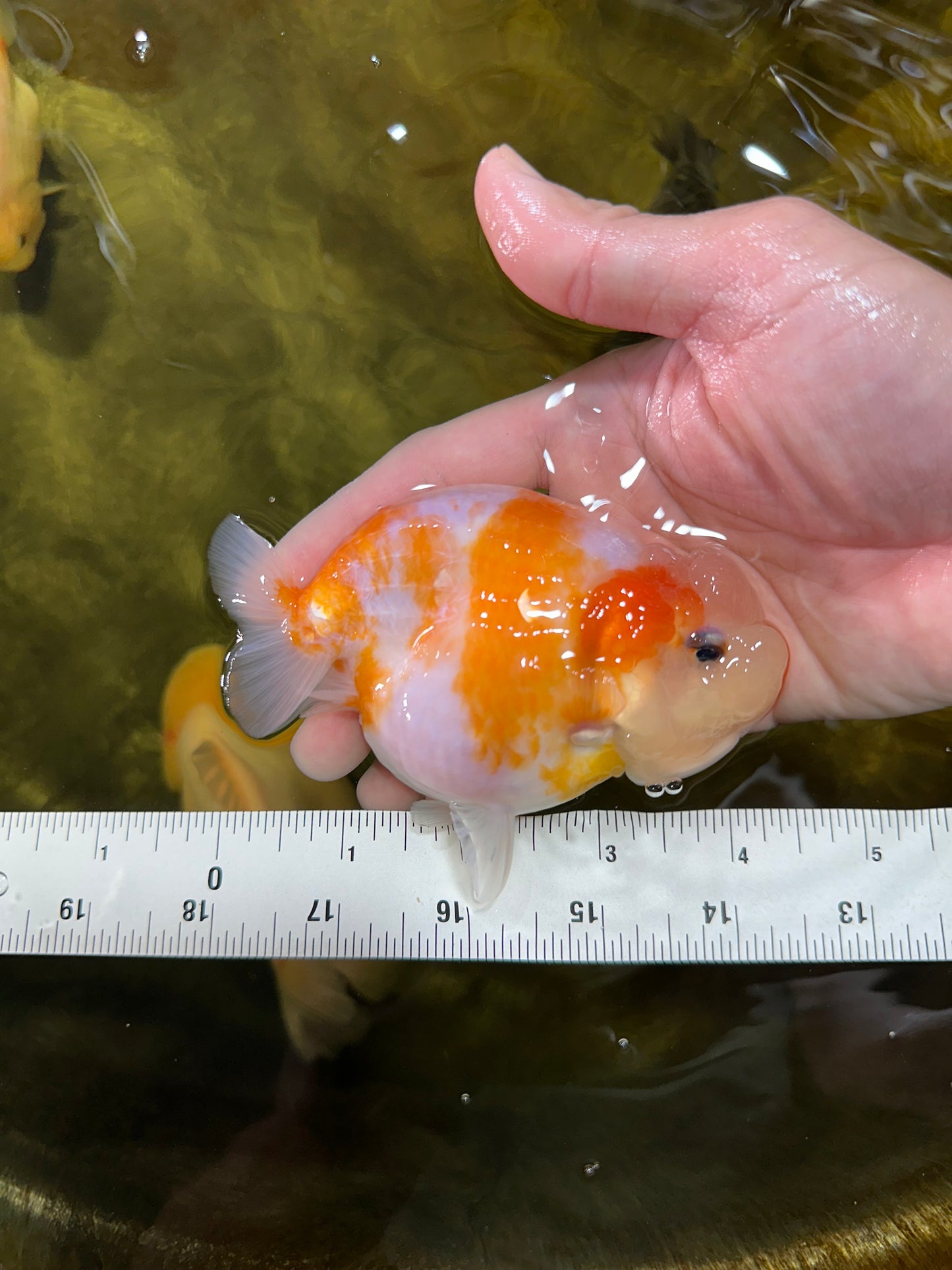 A Grade Sakura LionQueen 4-4.5 inches #050925LC_06