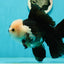 AAA Grade Giant Generation Panda Oranda Male 6.5 inches #102524OR_07