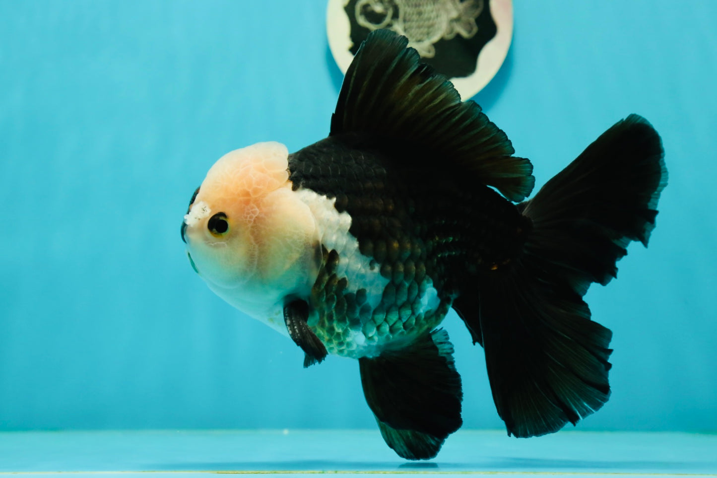 AAA Grade Giant Generation Panda Oranda Male 6.5 inches #102524OR_07