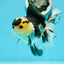 AAA Grade Panda Oranda Female 5.5 inches #1004OR_33