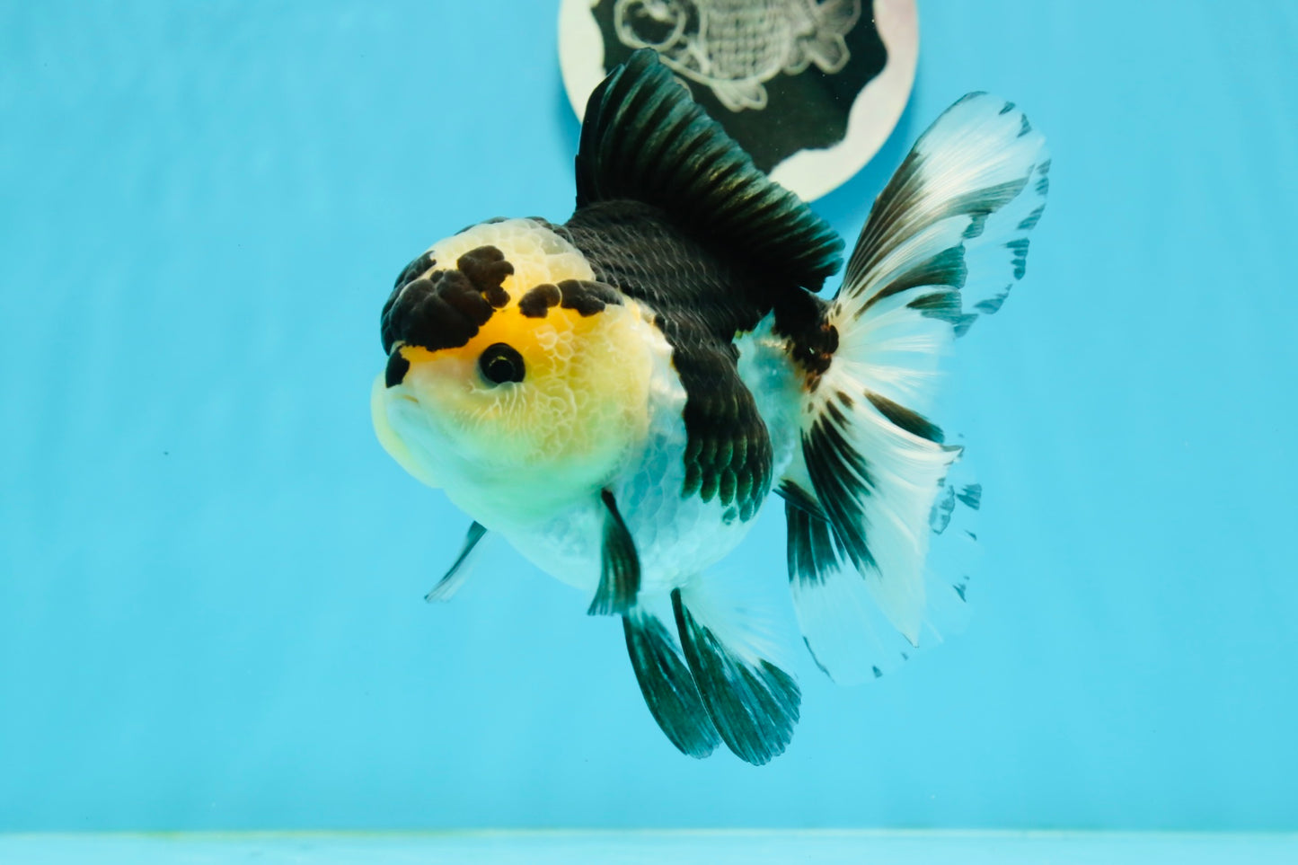 AAA Grade Panda Oranda Female 5.5 inches #1004OR_33