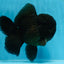 AAA Grade Godzilla Black Oranda Male 5.5 inches #100325OR_11