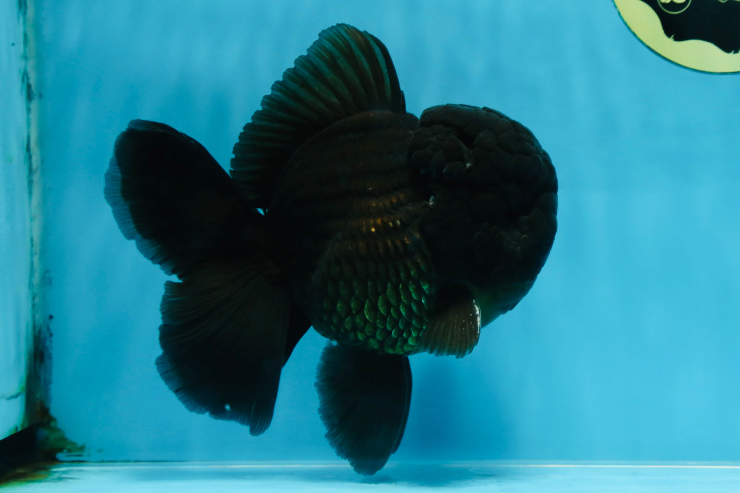 AAA Grade Godzilla Black Oranda Male 5.5 inches #100325OR_11