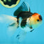 A Grade Tricolor Oranda Female 5 inches #080125OR_32