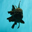 KING KONG AAA Grade Black Oranda Female 6.5-7 inches #100226OR_31