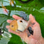 AAA Grade Lemonhead Tricolor Button Eyes Oranda Male 4.5-5 inches #0913OR_14