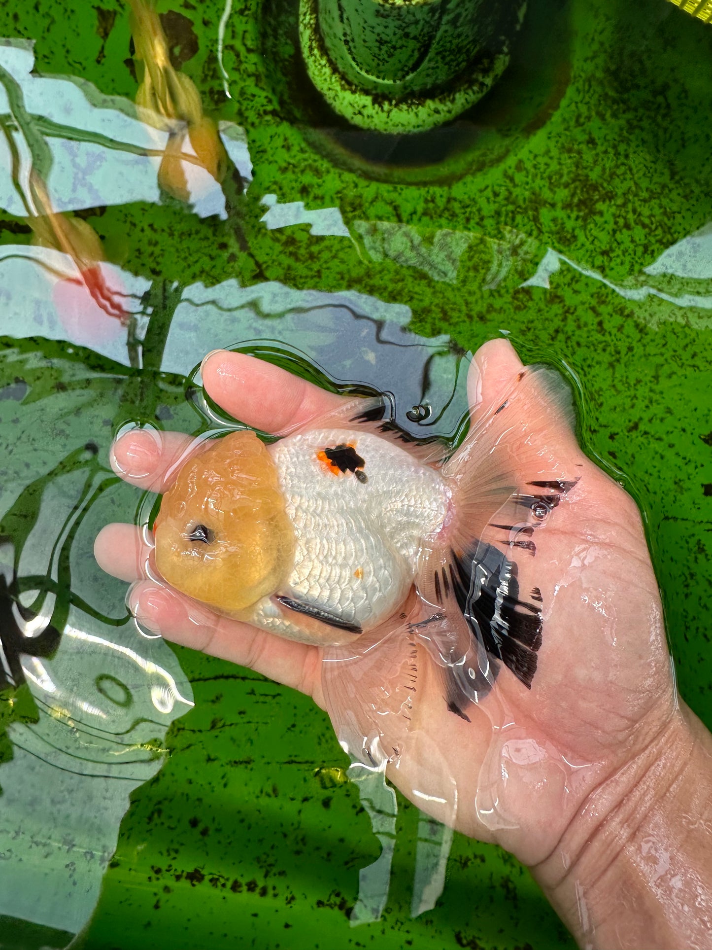 AAA Grade Lemonhead Tricolor Button Eyes Oranda Male 4.5-5 inches #0913OR_14