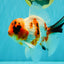 A Grade Diamond Scale Sakura Oranda Male 6.5 inches #072426OR_19