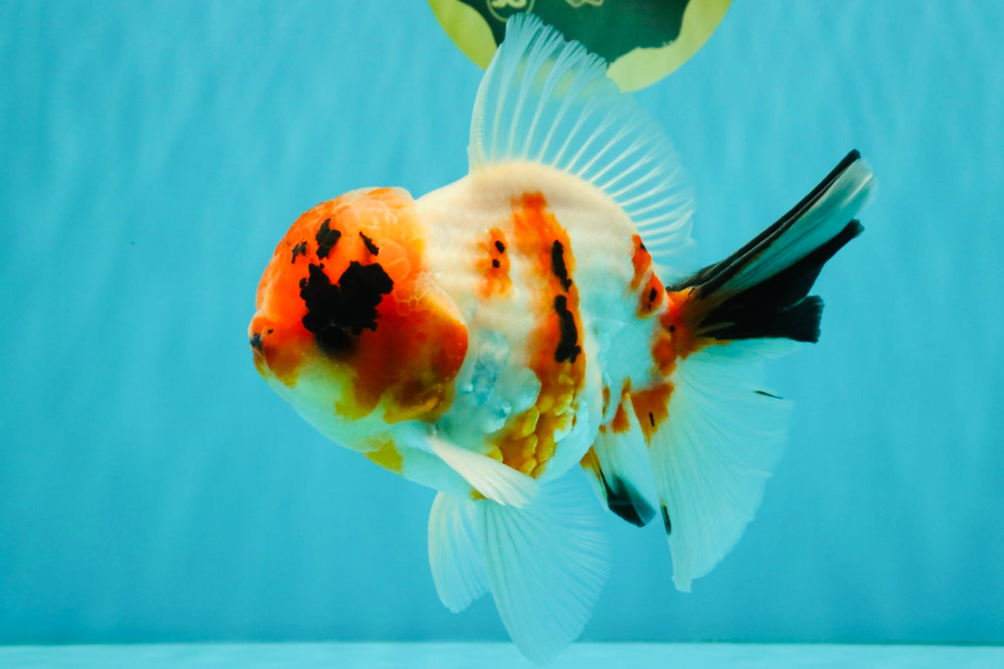 A Grade Diamond Scale Sakura Oranda Male 6.5 inches #072426OR_19