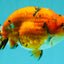 A Grade Tricolor Tiger Ranchu Male 5.5 inches #102326RC_05