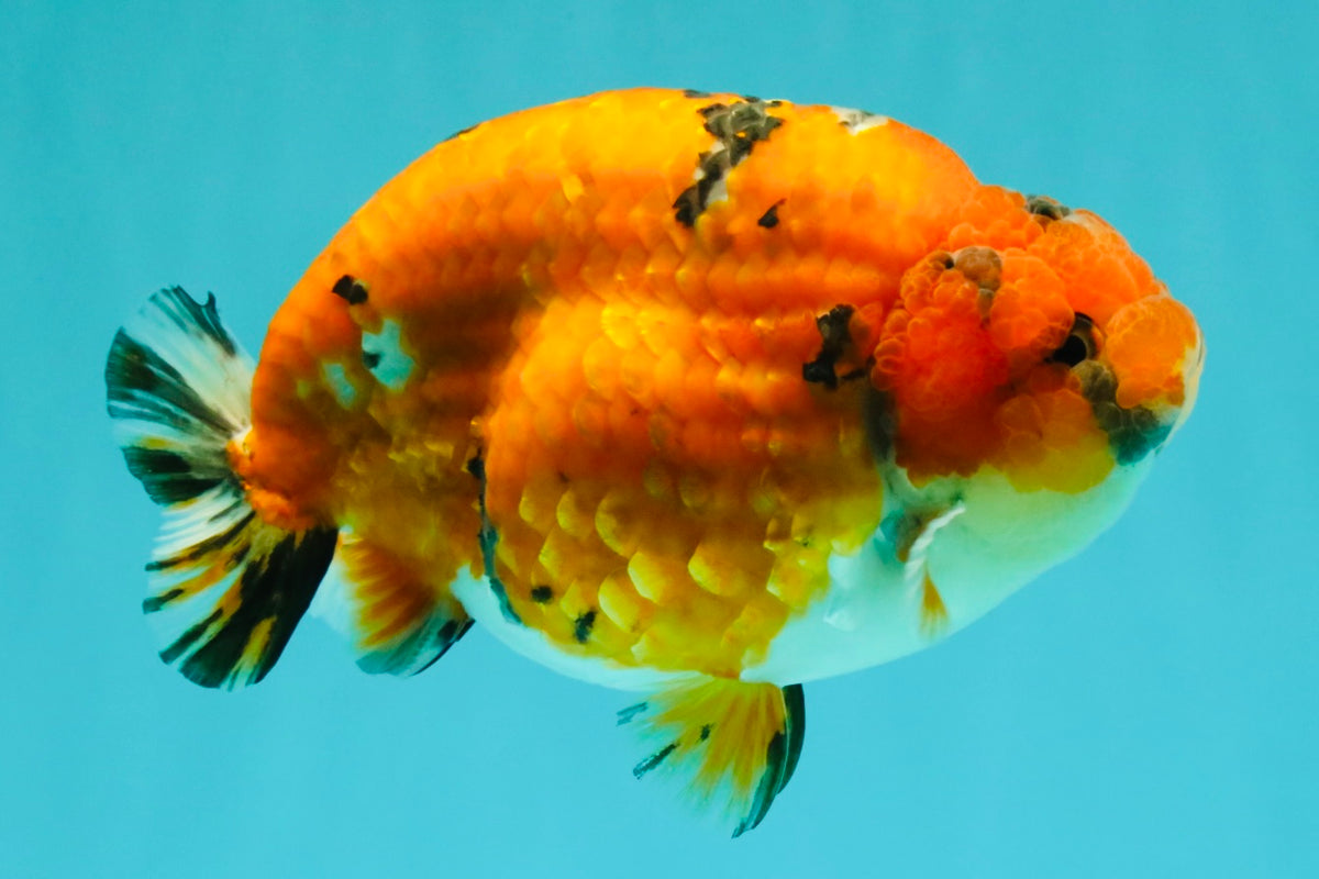 A Grade Tricolor Tiger Ranchu Male 5.5 inches #102326RC_05