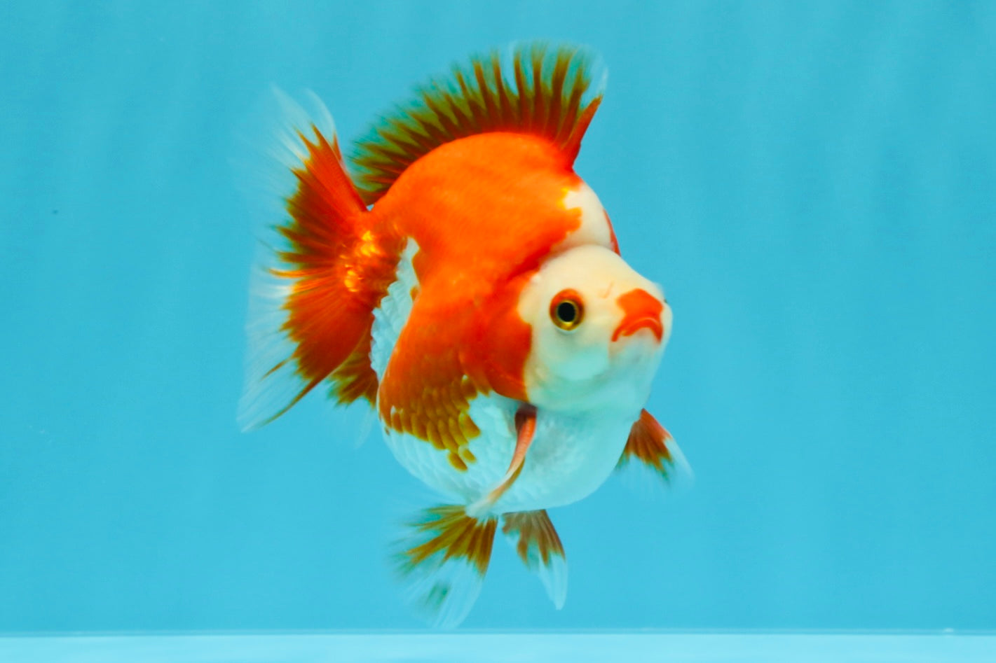 SUPER AAA Grade Red White Ryukin Male 4 inches #022726RK_16