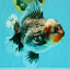 AAA Grade Calico Kirin Oranda Female 6.5 inches #100226OR_33